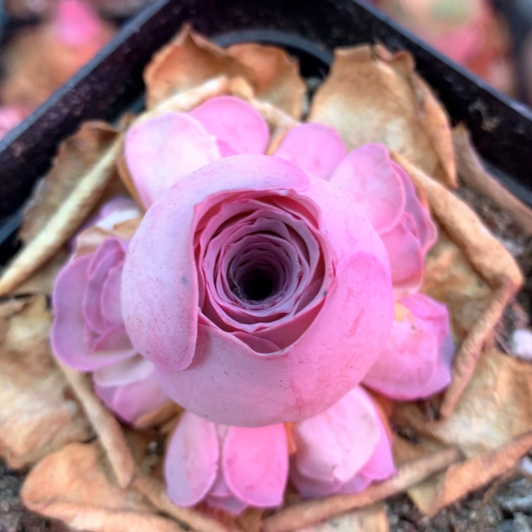 一物一拍情瀾058