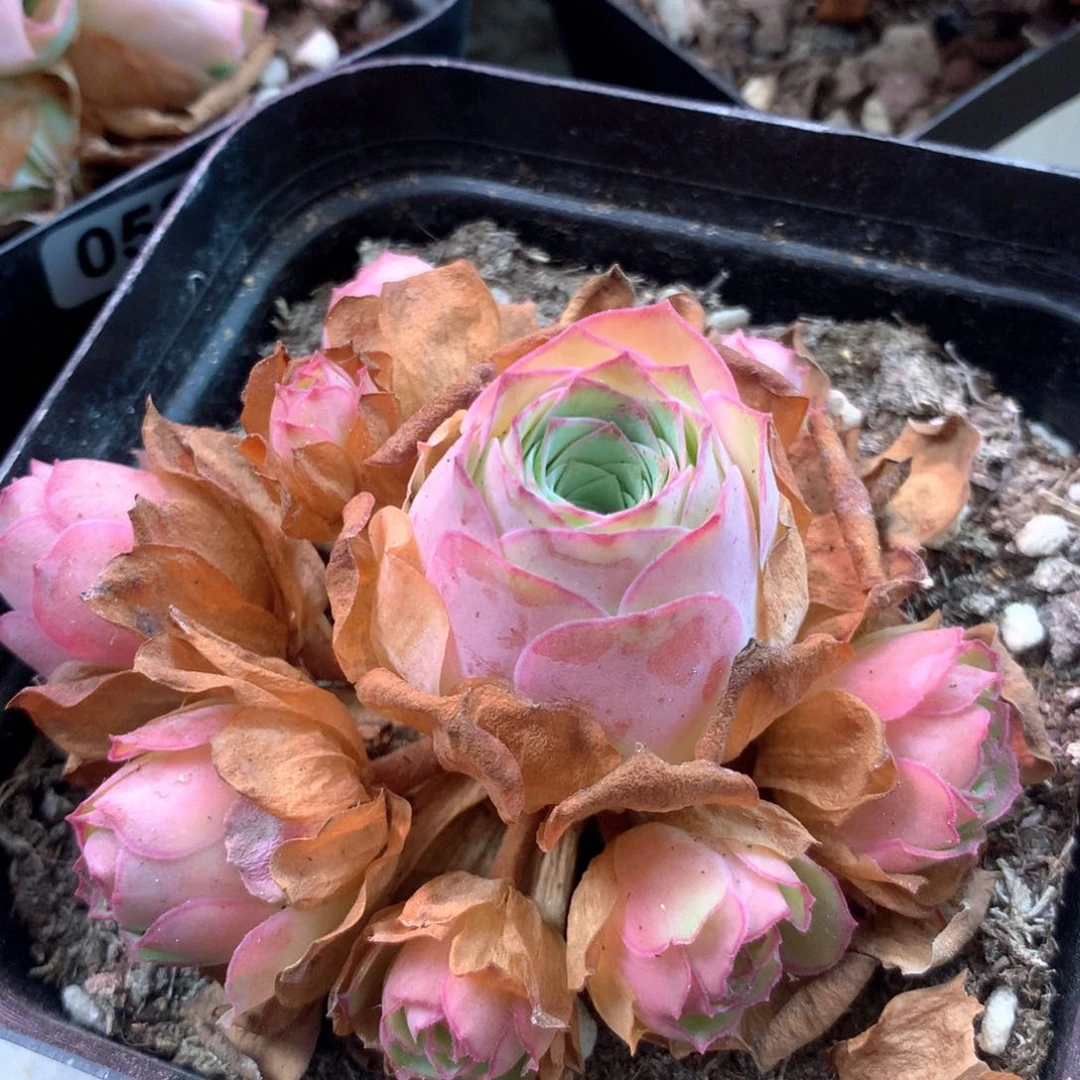 0002星辰玫瑰园初见