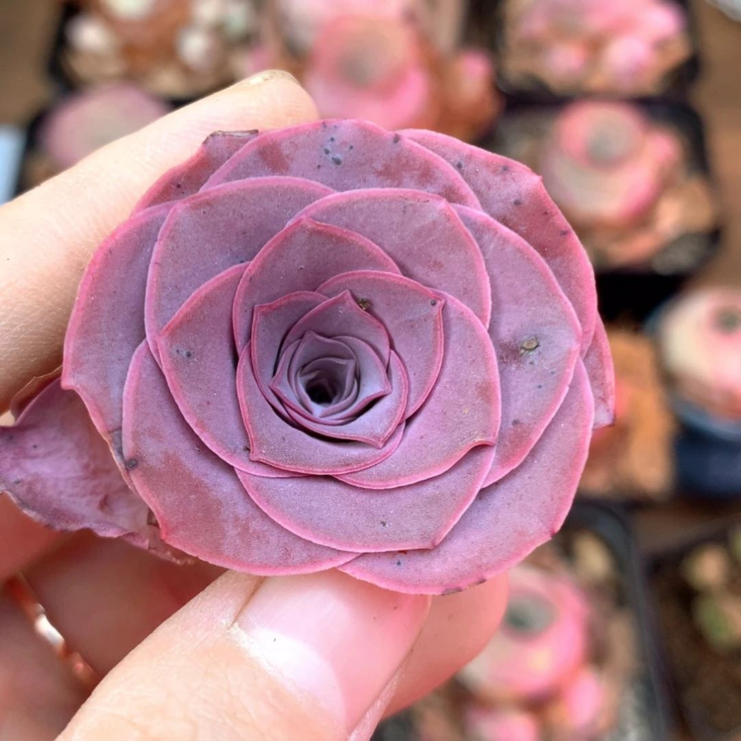 一物一拍半夏055