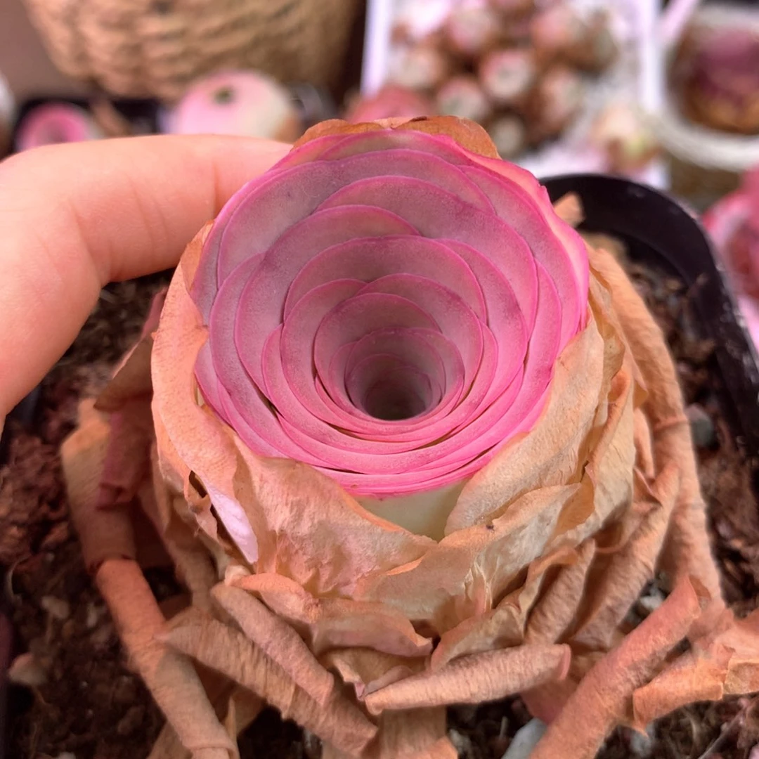 一物一拍盛夏开播福利001