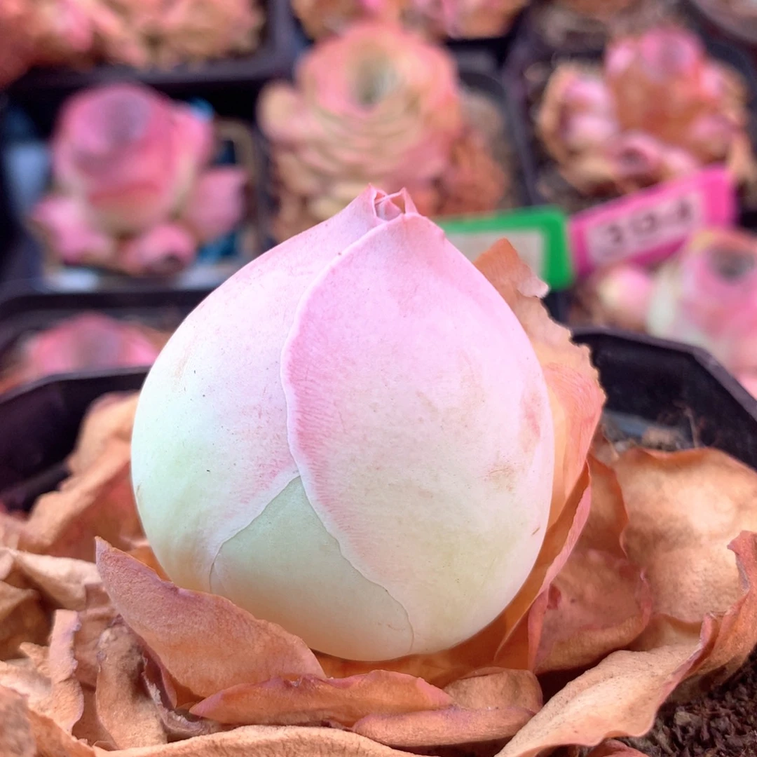 一物一拍震鳞116