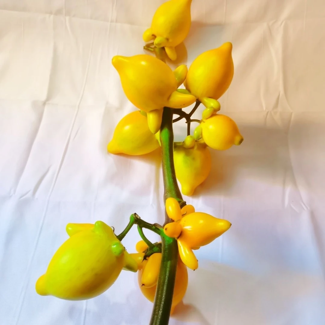 【基地挑选】年宵花五代同堂果黄金果小猪佩奇果一物一拍