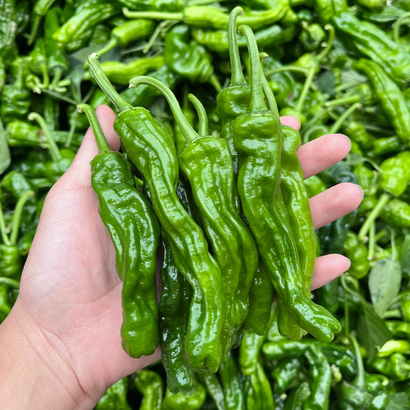 现摘现发特辣青辣椒薄皮特辣小皱皮辣椒新鲜1斤/5斤批发产地直发