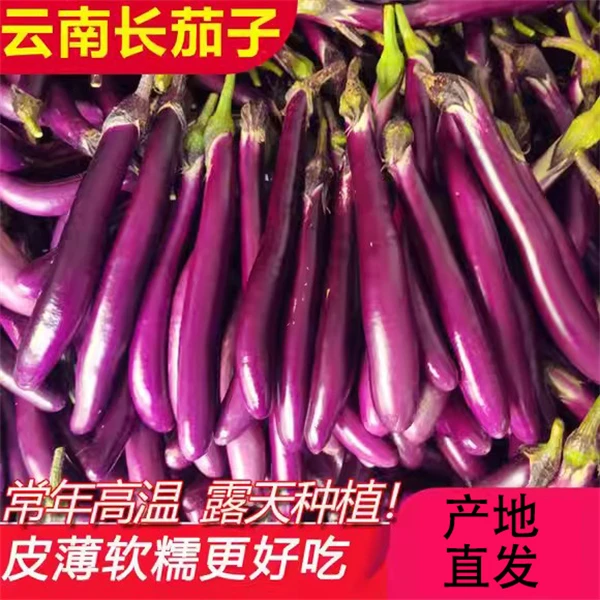 (现摘现发)正宗云南高原紫长茄子农家蔬菜茄子新鲜 茄子包邮 批发