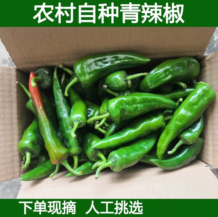 新鲜辣椒特辣新鲜青辣椒特辣辣妹子现摘现发农家辣椒时令蔬菜包邮