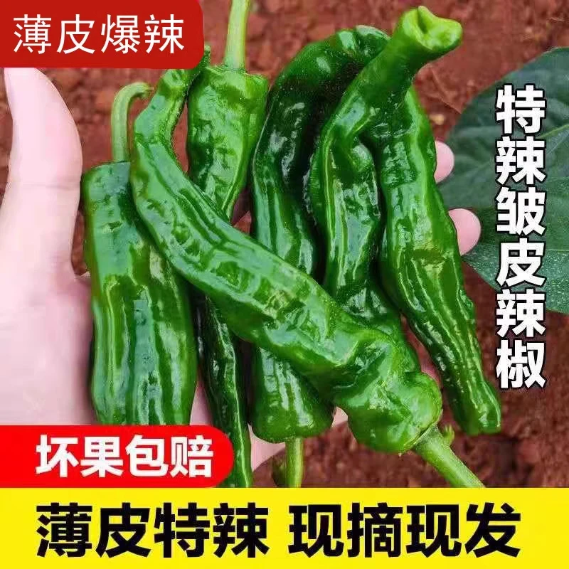 小皱皮特辣辣椒新鲜虎皮青辣椒薄皮超辣辣椒香辣现摘现发非螺丝椒