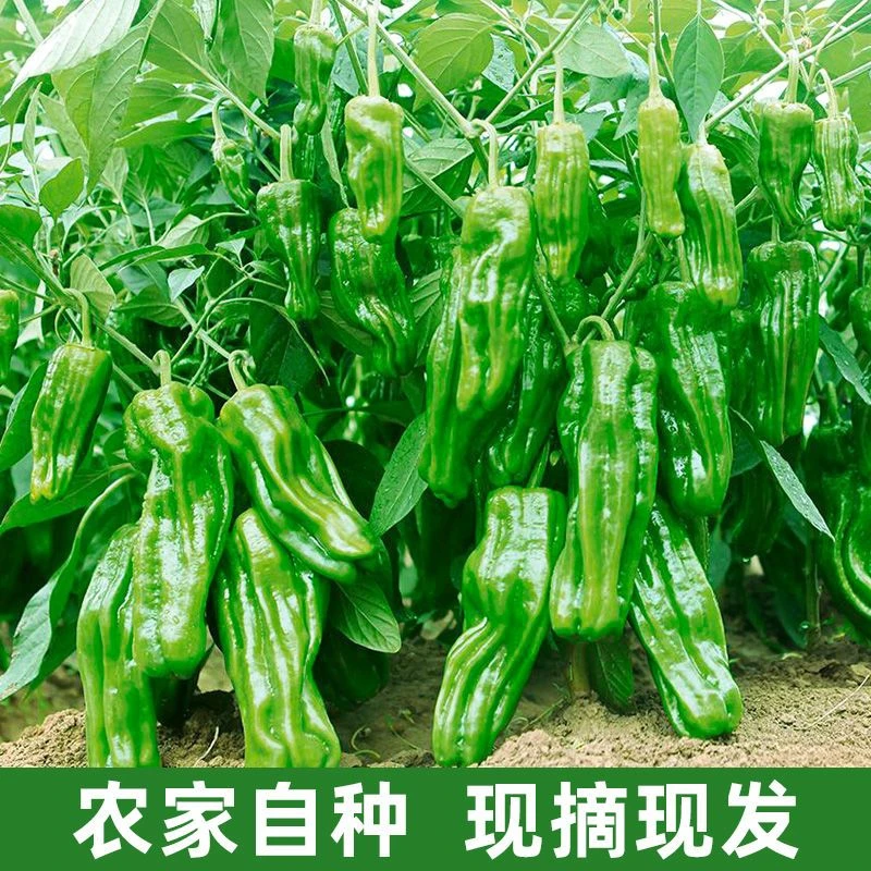 农家种植优质土辣椒新鲜小皱皮特辣香辣薄皮1斤3斤5斤营养好吃
