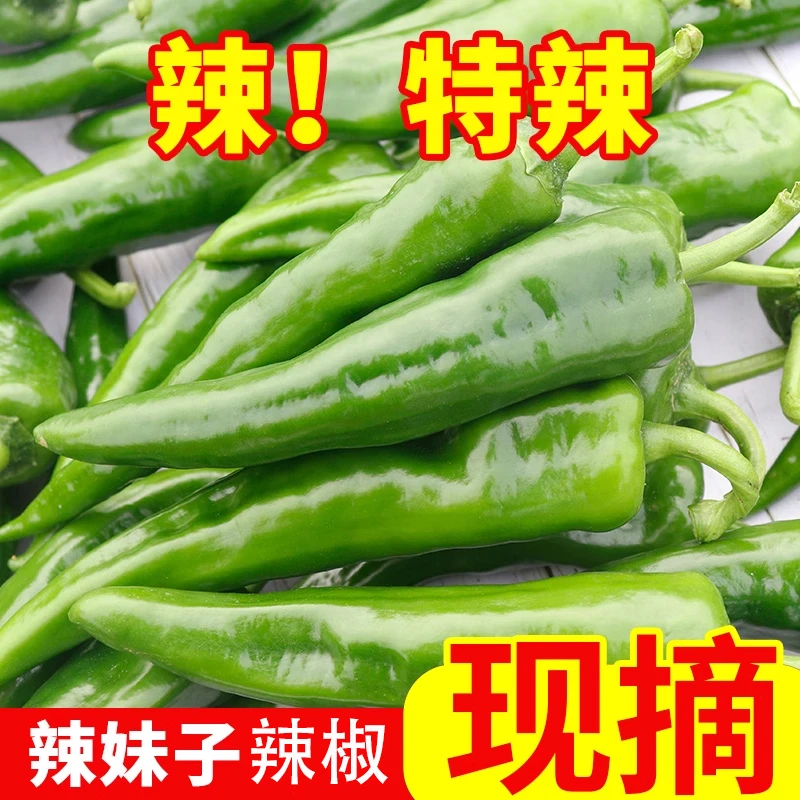 辣妹子新鲜小辣椒农家自种现摘特辣青辣椒辣酱辣椒酱原料蔬菜批发