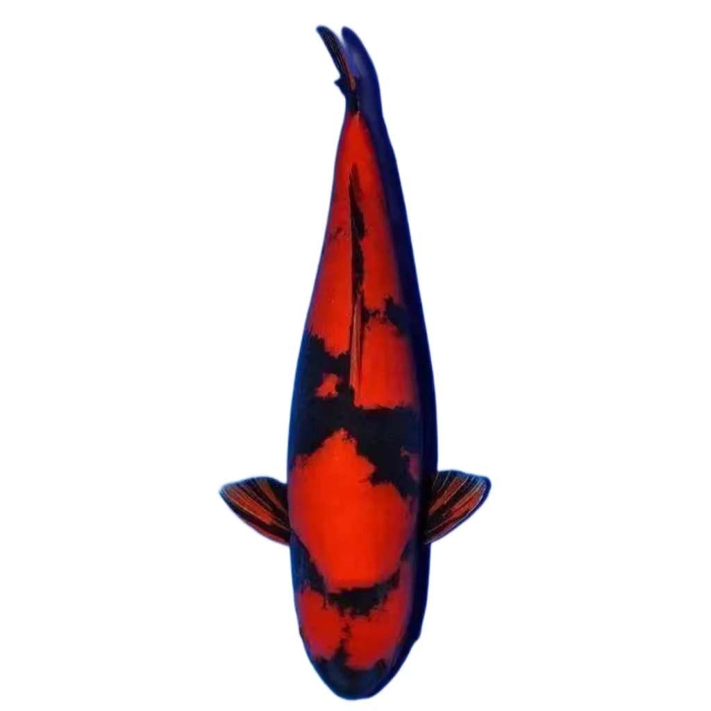 [钱途锦鲤]日本血统锦鲤直播间专用