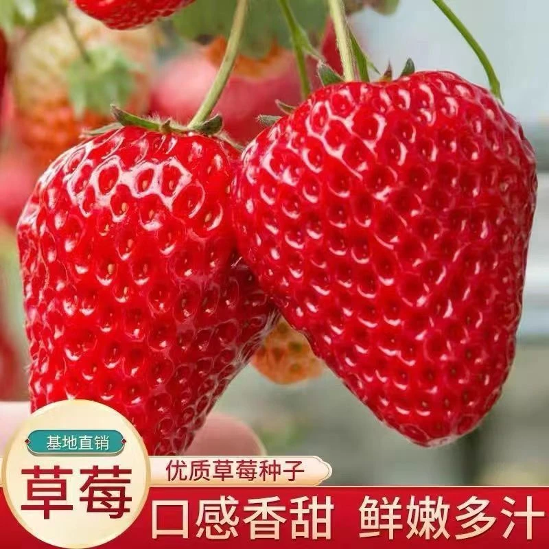 【现摘直供】奶油草莓大果1000g/框