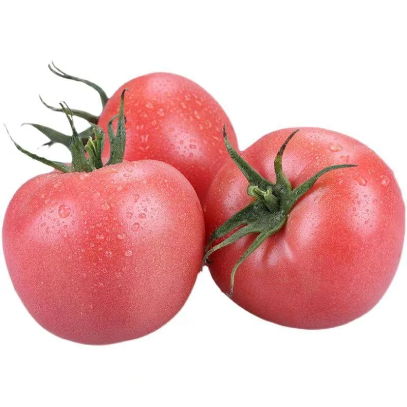 【基地直供】新鲜大西红柿1000g