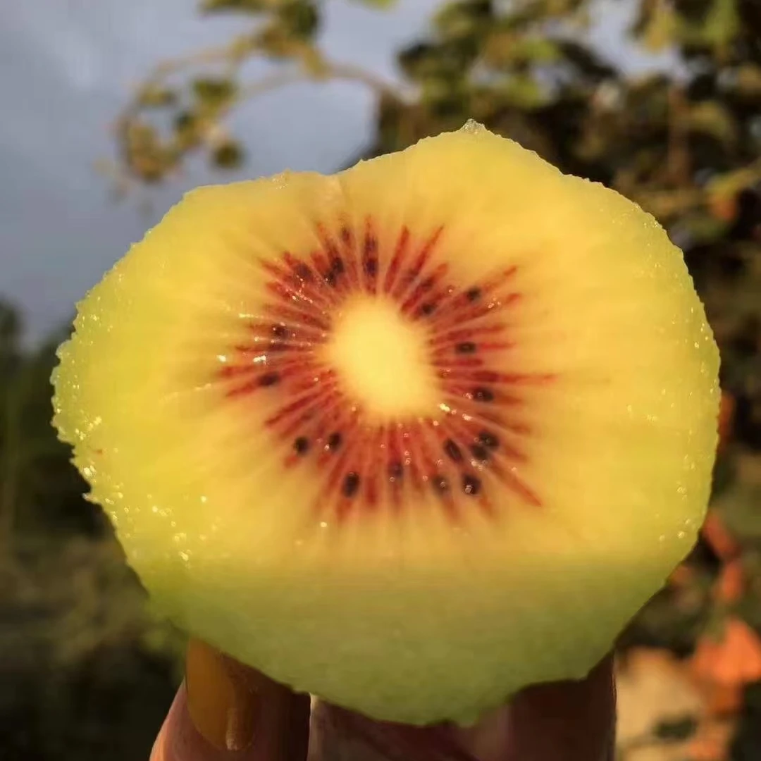 【助力专属】四川红心红阳猕猴桃奇异果蒲江当季新鲜水果产地直发