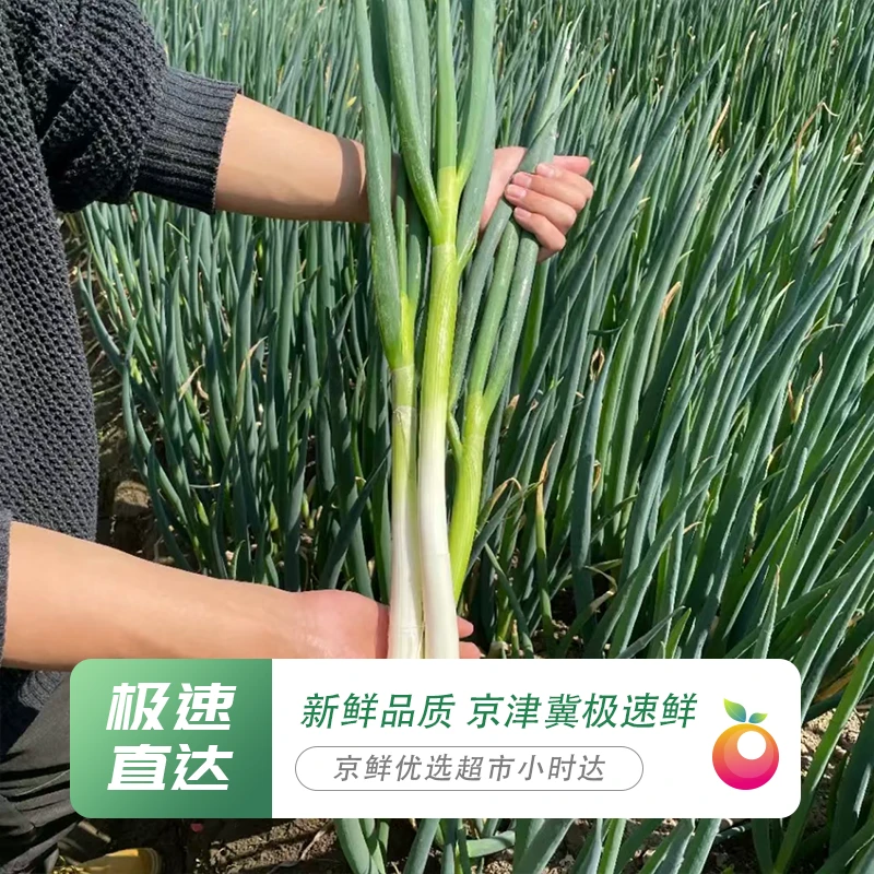 【京郊助农 净重5斤】农家铁杆钢葱 纯露天现刨现发 脆辣微甜葱味足 （不是山东高脚葱）