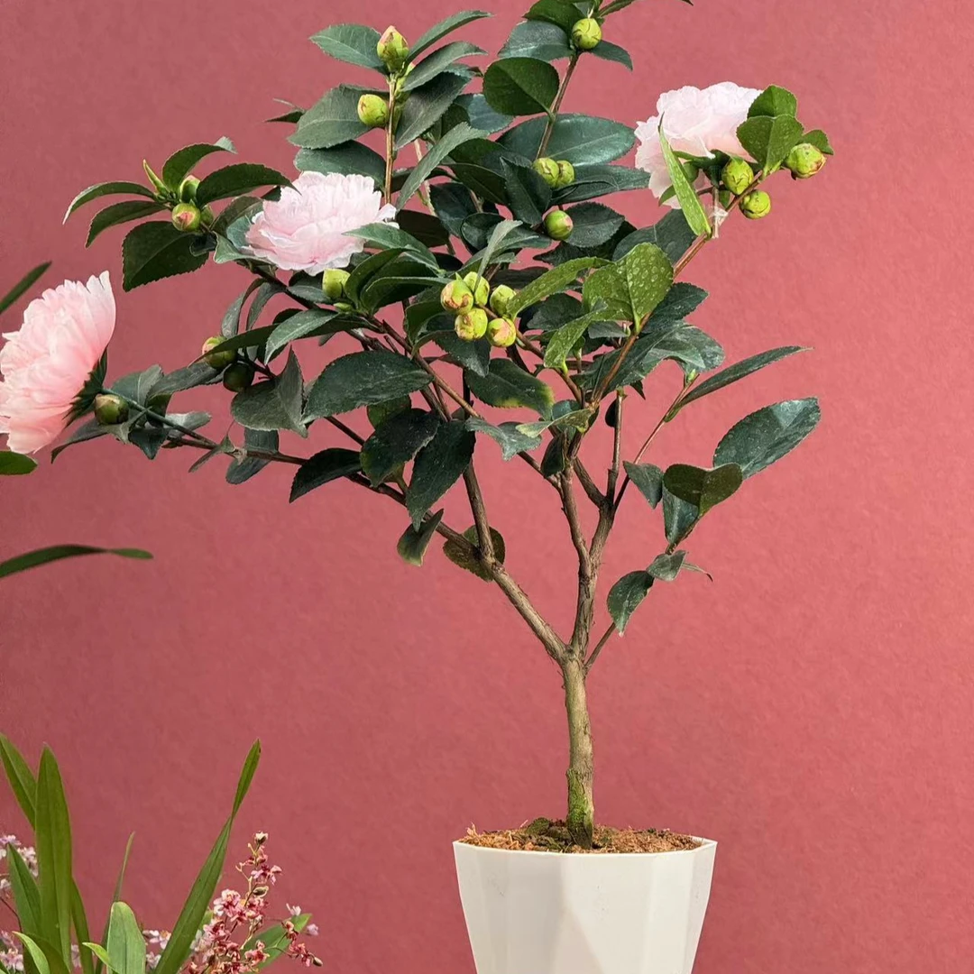 粉色山茶花 清香型四季花 耐寒 书房卧室客厅