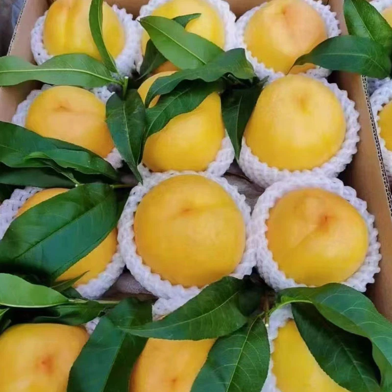 【京津冀包邮】平谷本地黄油桃（单果重量3.5-5两）5斤左右