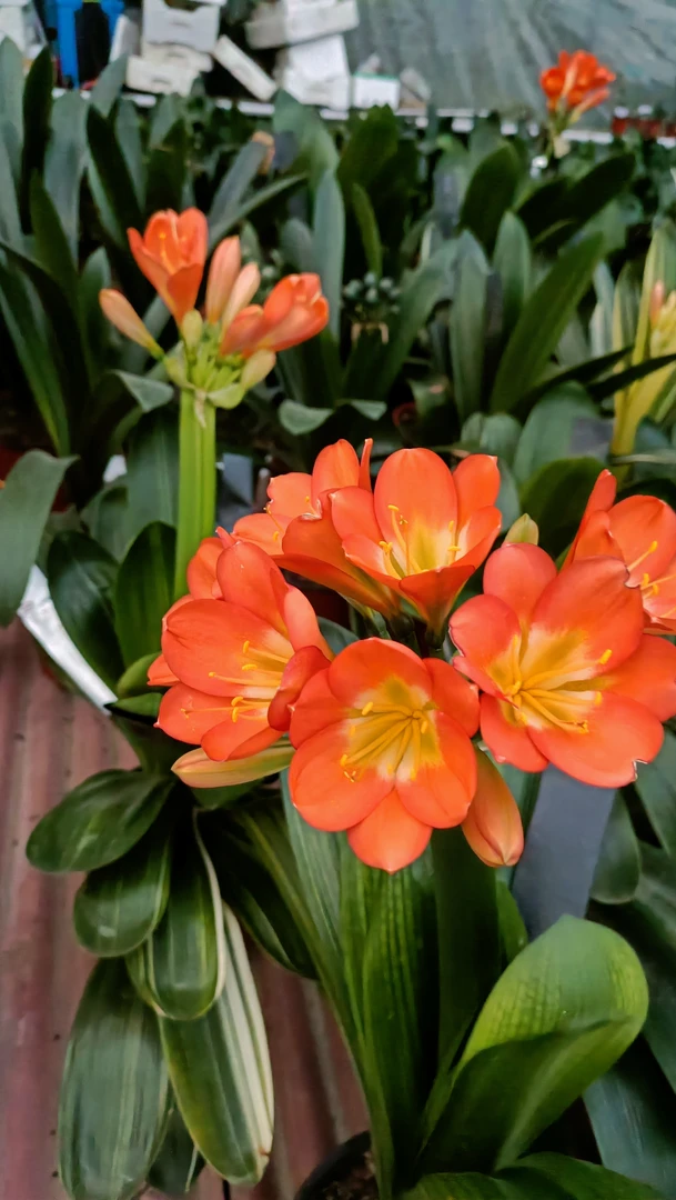 基地直发，与主播确认后付款，无确认后付款随机发小苗