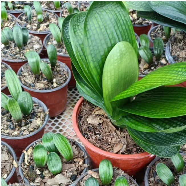花土基地直发，与主播确认后付款，无确认后付款随机发小苗