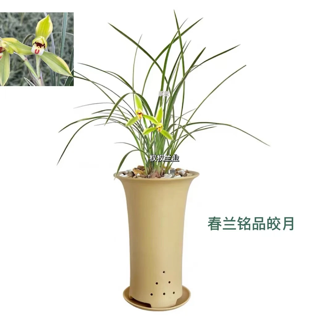 兰花苗 皎月 春兰边草铭品金边线艺室内绿植物花卉盆栽叶片办公室