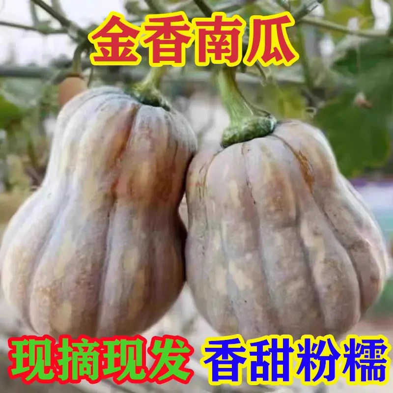 正宗金香南瓜新鲜现摘粉糯香甜香芋南瓜水果南瓜老人小孩辅食