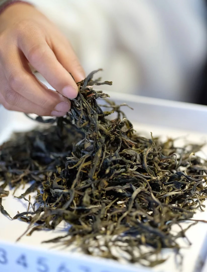 普洱茶 2023年懂过古树春 生茶 散茶