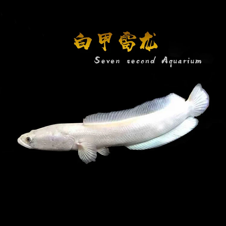 【敏敏的水族屋】白甲雷龙鱼大型凶猛鱼淡水冷水鱼活体鱼苗观赏鱼