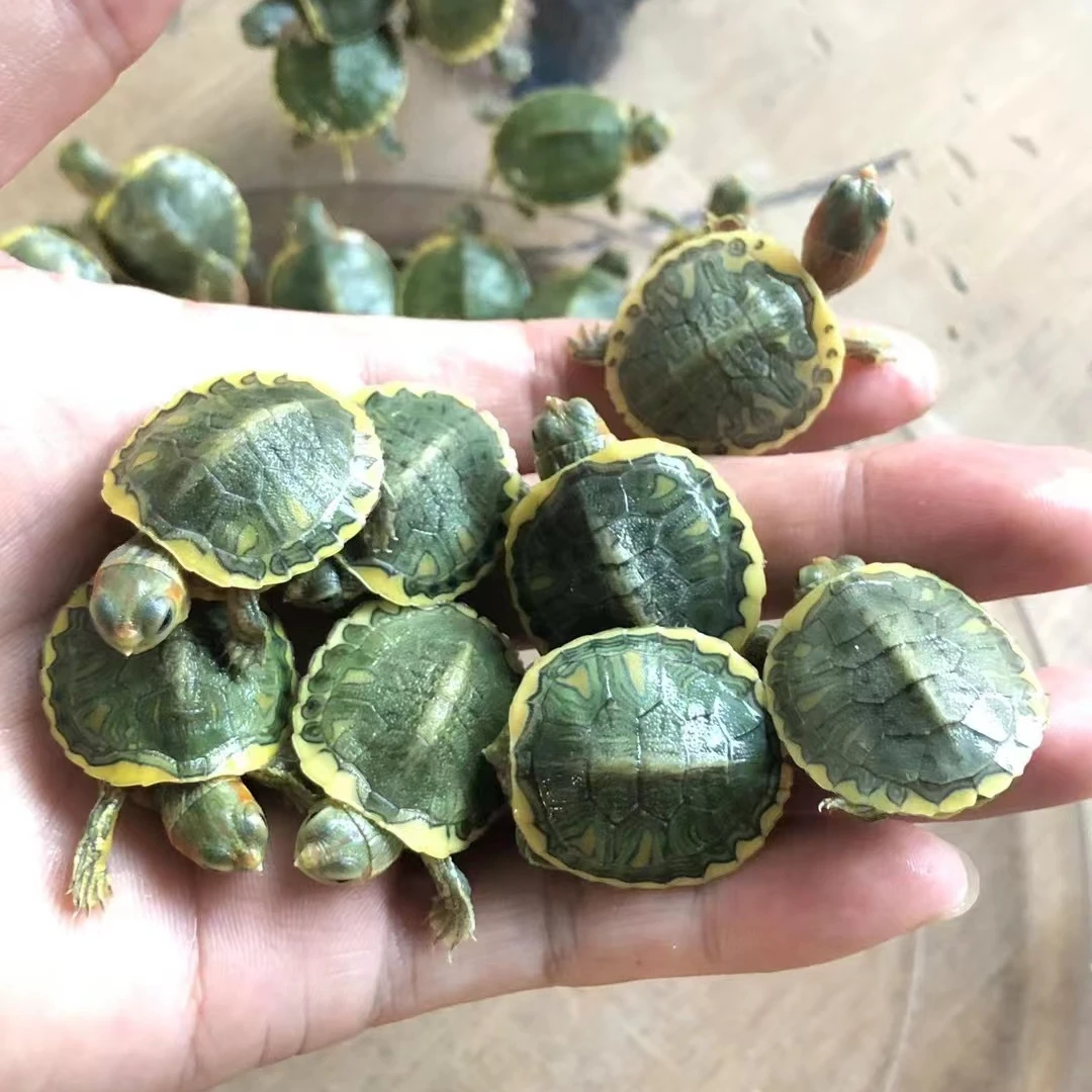 变异巴西基因原色龟直播链接