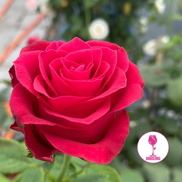 七加仑—耐晒精品月季花切花大花浓香包子系列多头微月