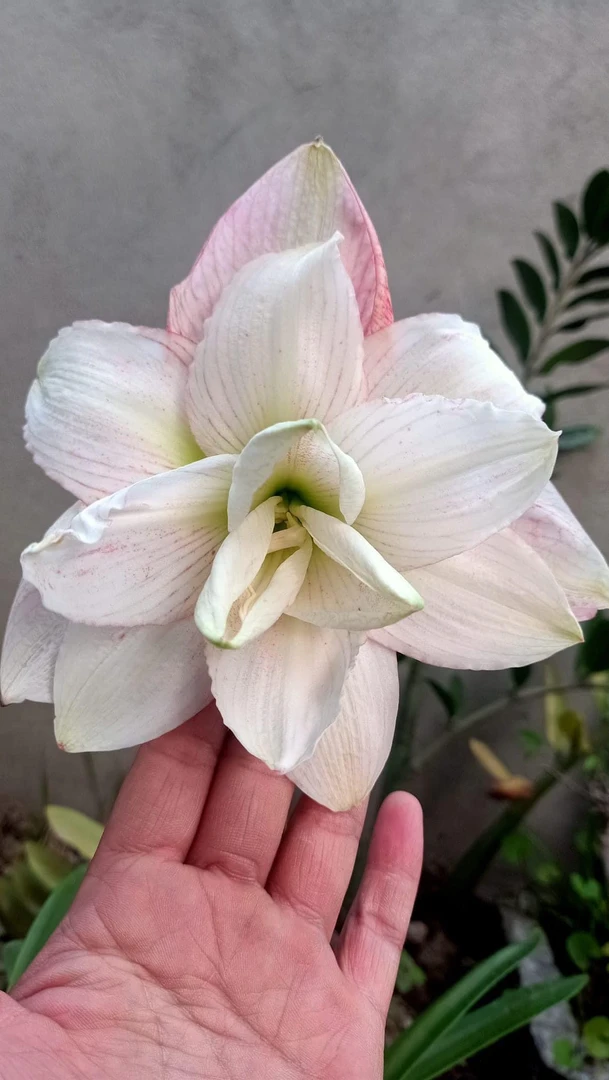 时越园艺 越朱 福沃 种球