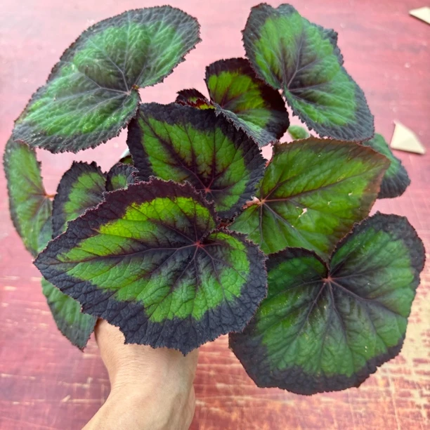 秋海棠时尚优雅的竹节嗼叶类室内网红盆栽植物颜值爆表点缀美观