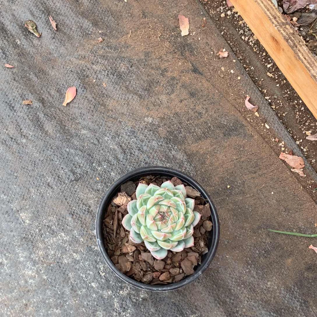 多肉植物等野生动植物雪花