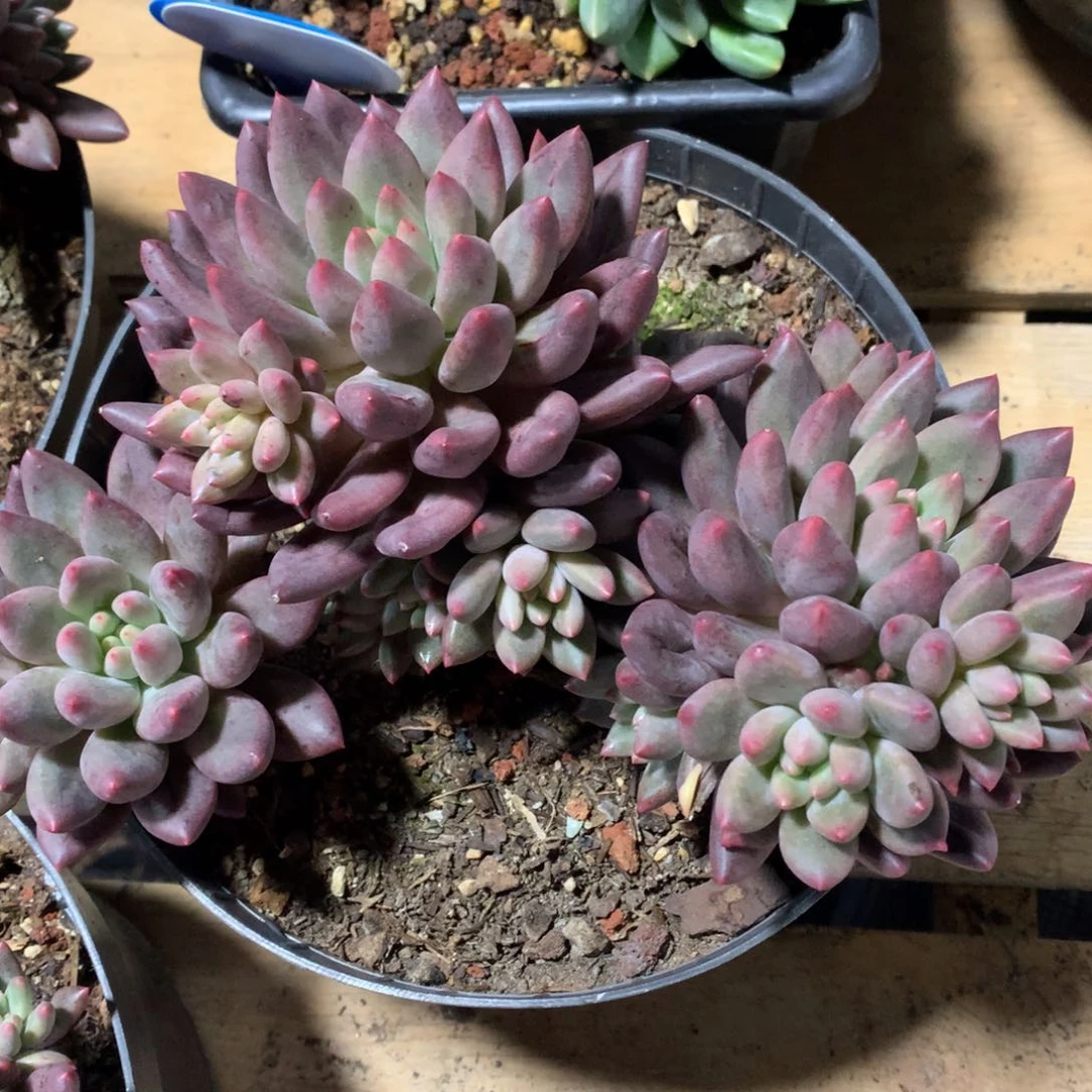 多肉植物水晶杂78