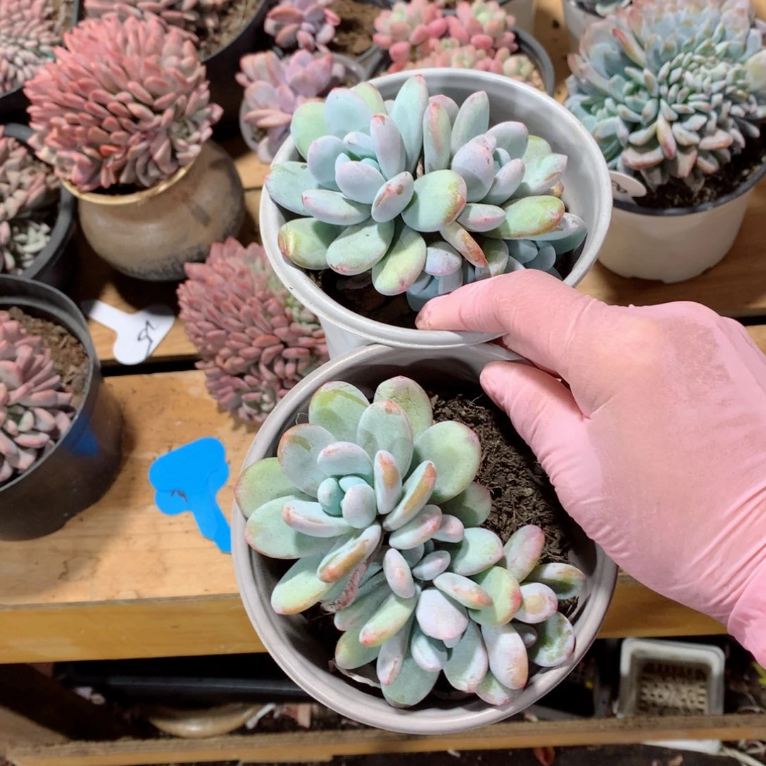 多肉植物的生长环境