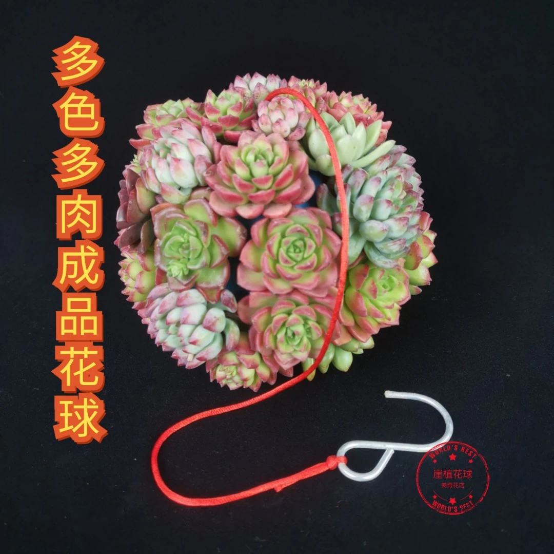 多色多肉成品花球创意特色多肉植物造型淡雪多肉diy套餐