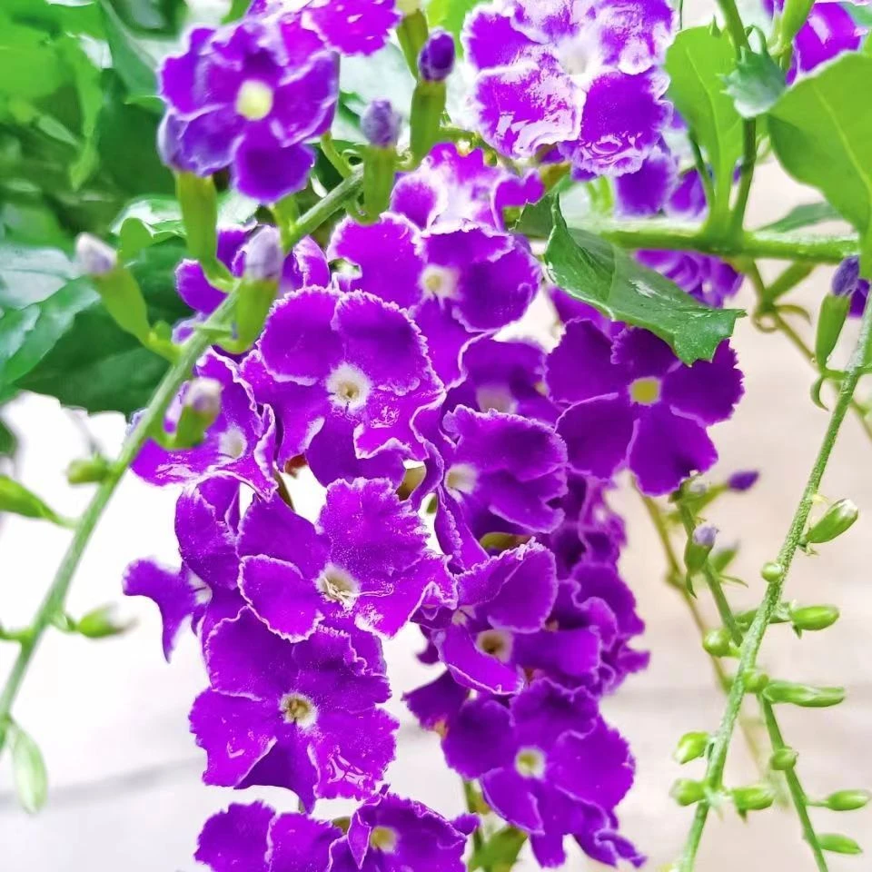 巧克力蕾丝金露花苗室内蓝精灵带花苞花园庭院多年生木本四季花卉