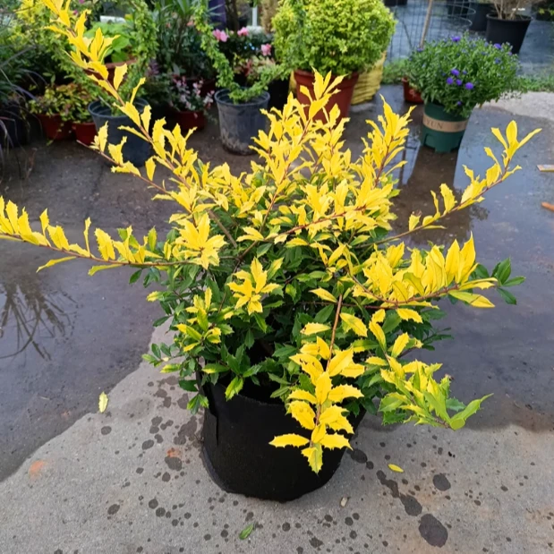 黄金枸骨彩色树种耐热耐寒四季常青金黄色叶子花境植物超大棒棒糖