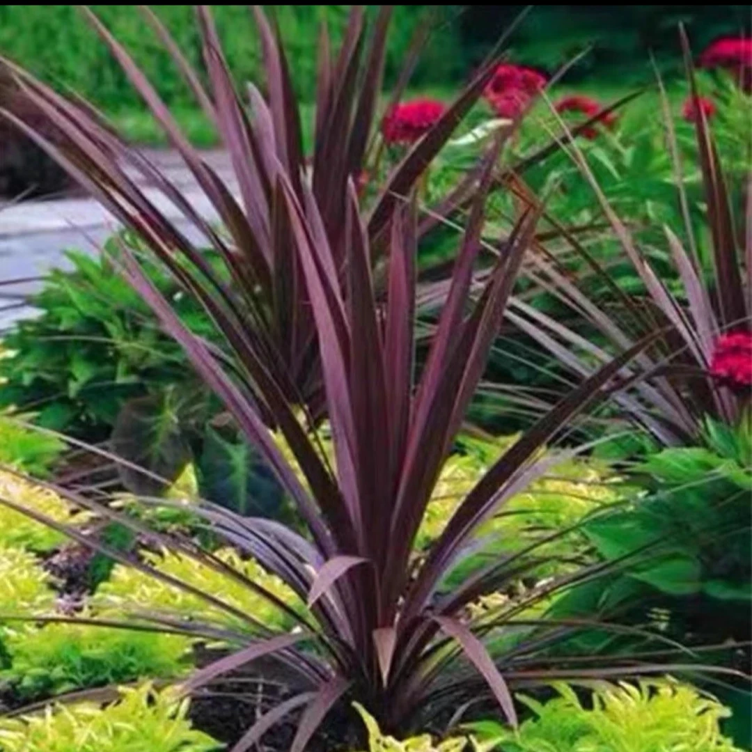 澳洲朱焦盆栽四季常绿阳台庭院花镜造景彩色观叶植物耐寒耐热花卉