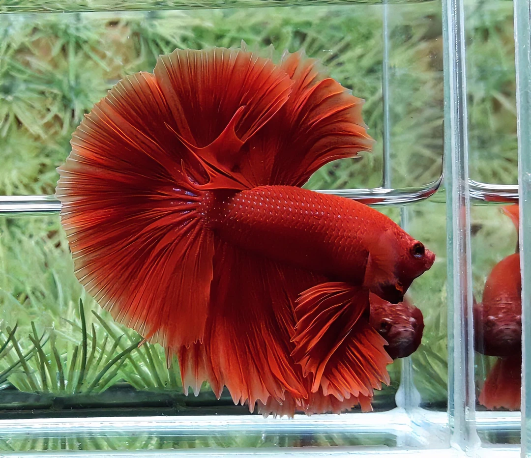 【113-140】泰国斗鱼养鱼狮王半月母斗鱼观赏鱼热带鱼活体热带鱼