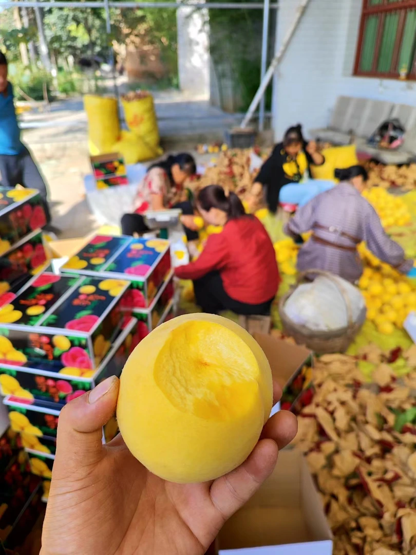 陕西高山黄桃 嘎嘣脆 爽脆爽甜 桃香味浓郁