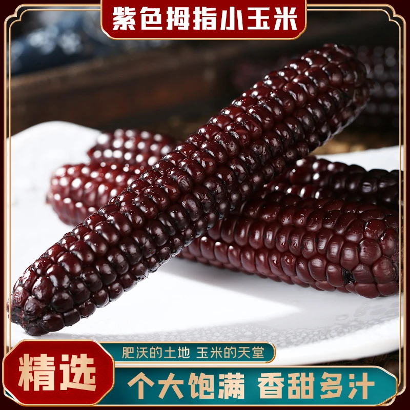 西双版纳紫色拇指玉米新鲜手指小玉米500g即食真空包装宝宝辅食