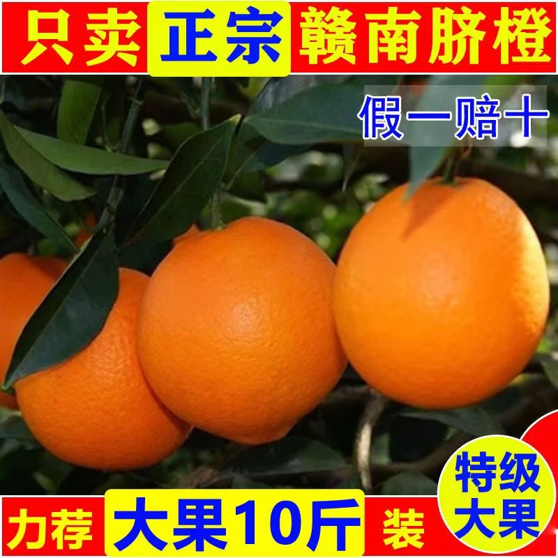 香甜赣南脐橙新鲜橙子美味多汁饱满采摘皮薄肉厚爆汁Z