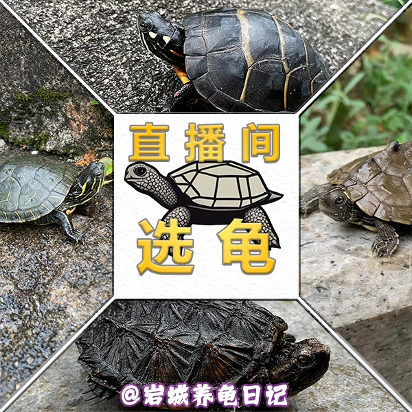 【选拍外塘龟10~200直播】拍前告知主播,勿乱拍