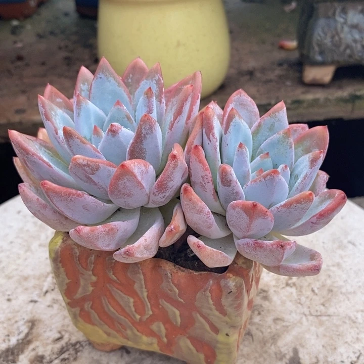 星星雪老桩整无砍多肉