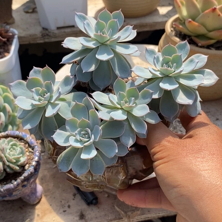 梅*蓝石莲整装无砍多肉