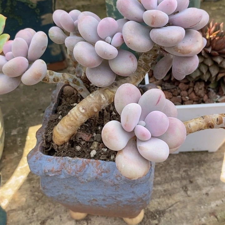 桃蛋老桩整装无砍多肉