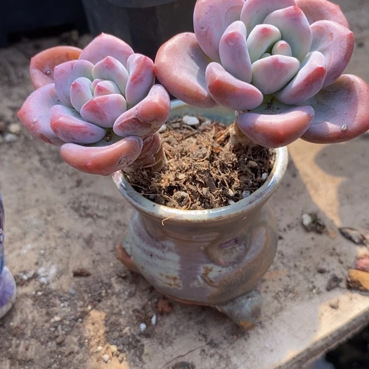 梅*奥普杂带盆土多肉