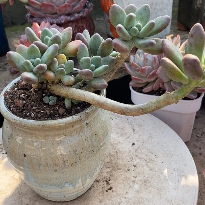 苹果美人小老桩整多肉