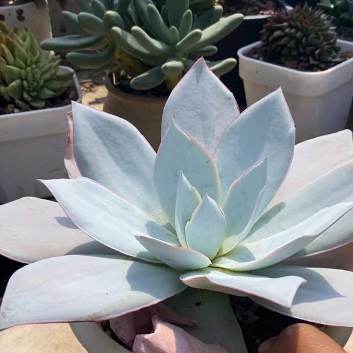 广寒宫仙子单头多肉