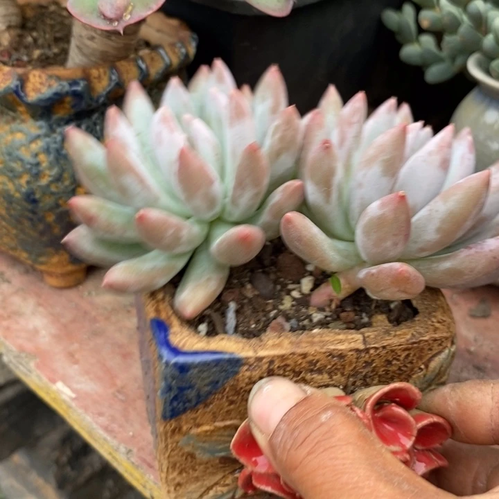 木***?所罗门整无砍多肉