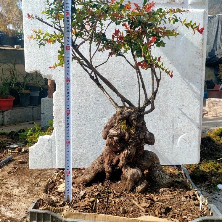 吊金珠盆景,开花结果，叶子四季常青