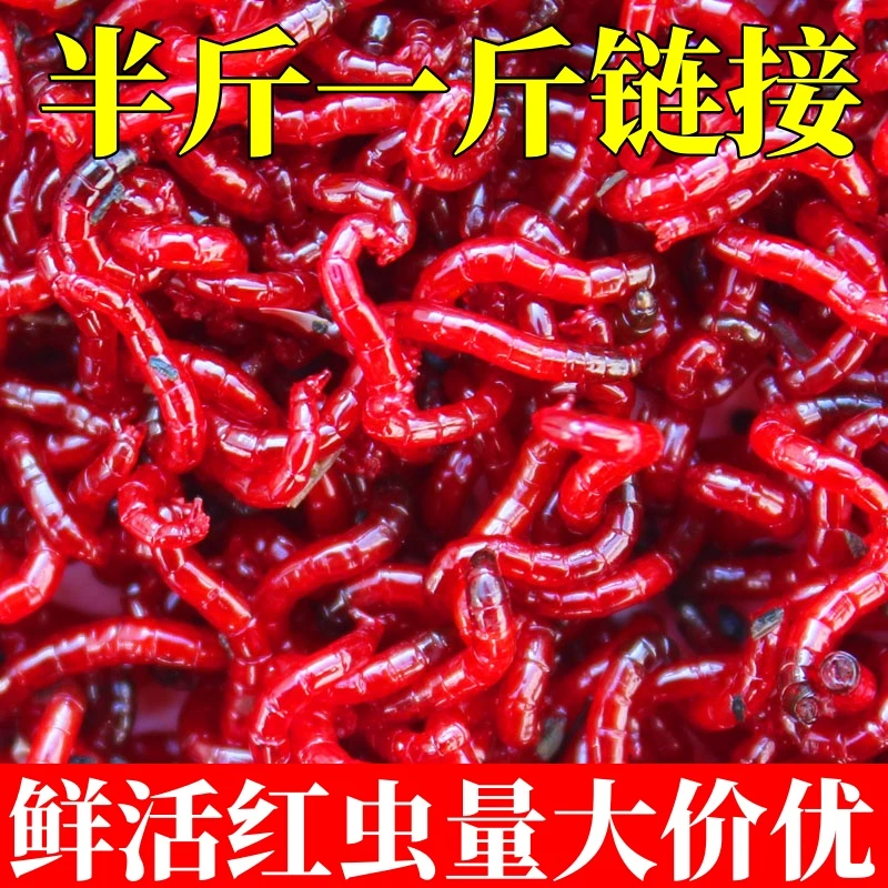【批发】鲜活红虫拉饵黑坑红虫拉饵批发喂鱼红虫渔具店批发黑头公虫